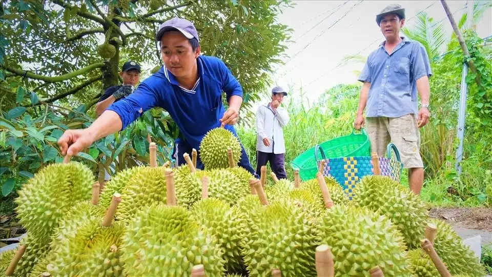 Nóng: Xuất khẩu nông lâm thủy sản “về đích sớm”, đạt trên 56 tỷ USD, gạo, rau quả lập kỷ lục