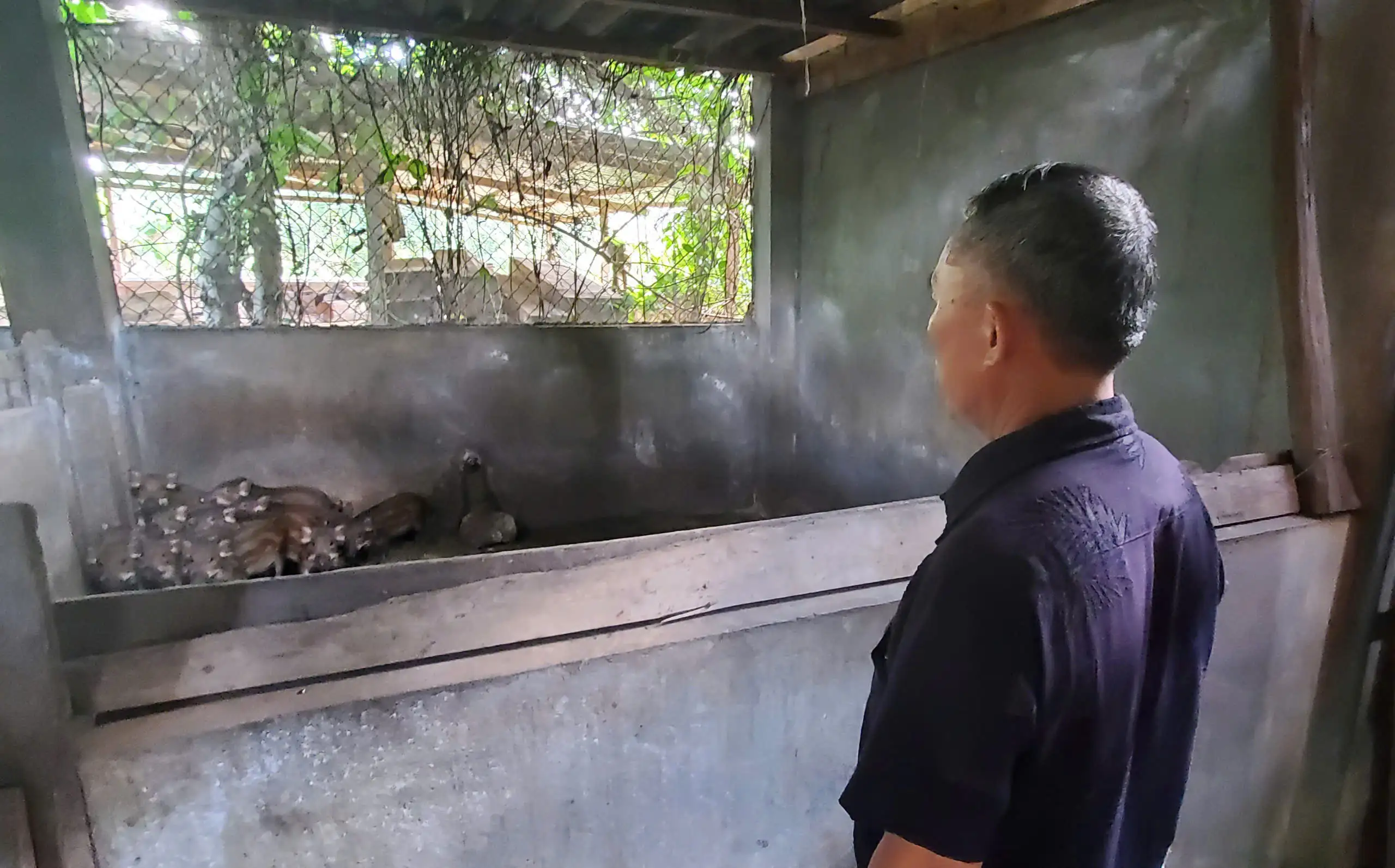 Nuôi giống heo tên lạ, chỉ ham ăn rau cỏ, dân làng này ở Gia Lai nói “bán được rồi” là hết sạch