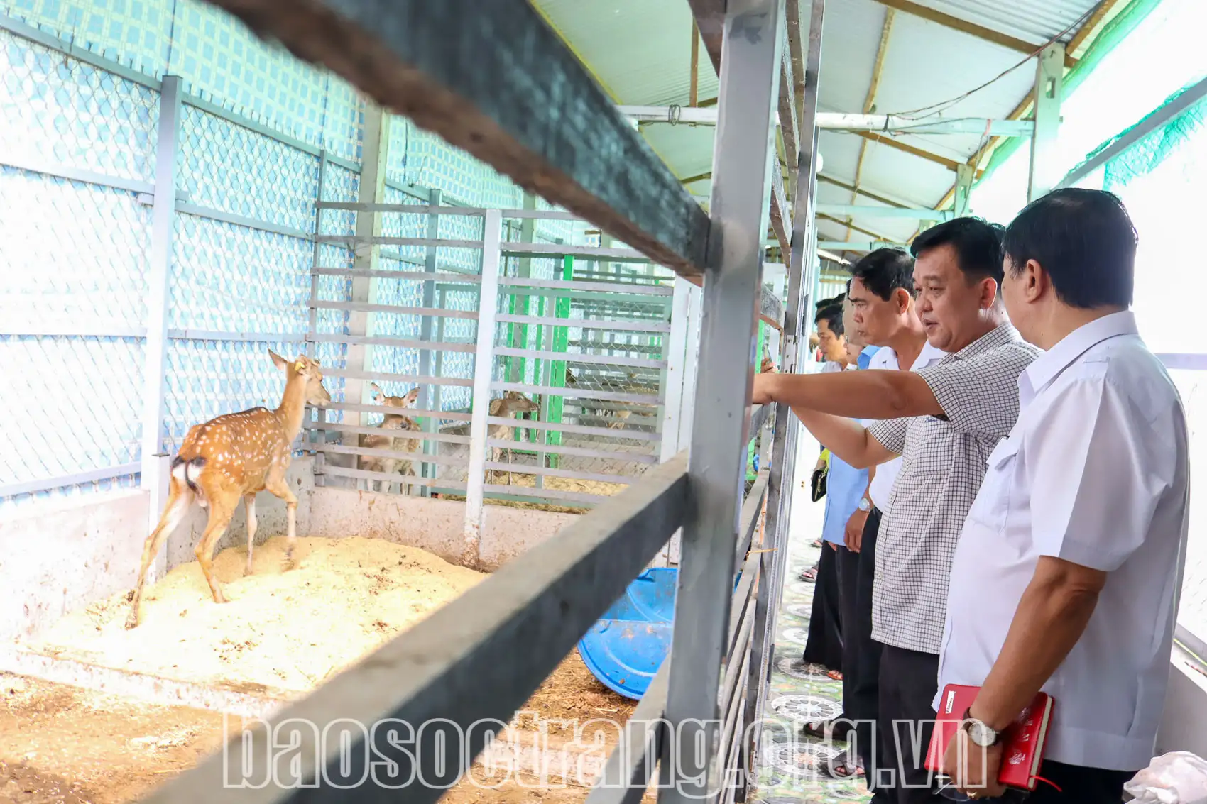 Nuôi thú làm con đặc sản, ông nông dân Sóc Trăng cho ăn cỏ Nhật, nhiều người đang tới xem