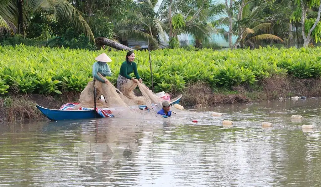 Nuôi tôm sú, cua biển, cá đặc sản trong rừng ở Trà Vinh, hễ bắt lên con nào người ta mua con đó