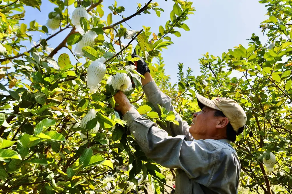 Sông Tiền, sông Hậu bao bọc lấy huyện này của An Giang, đất trù phú, trồng cây gì cũng ra quả ngon