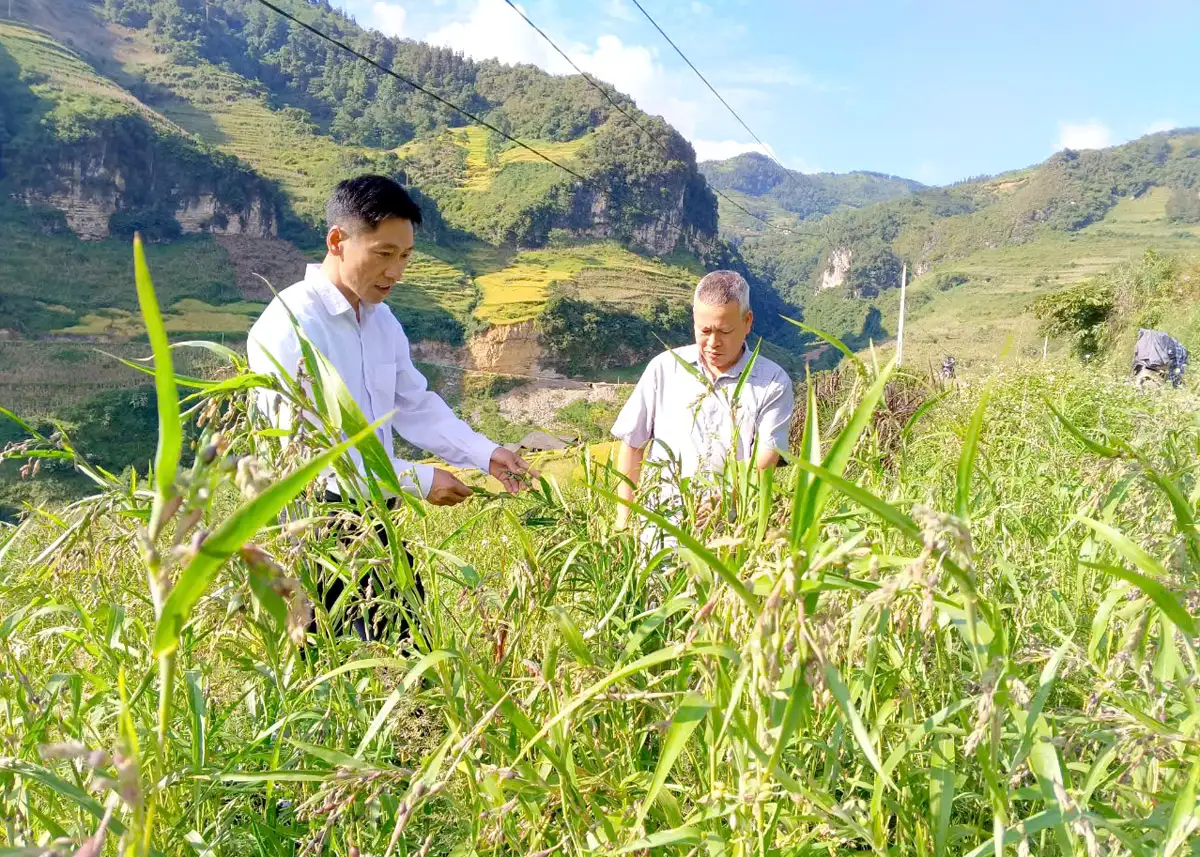 Trồng thứ cây như cỏ dại, cỏ lau ở Hà Giang, ai ngờ dân “nhặt” về thứ hạt ăn tốt cho xương khớp