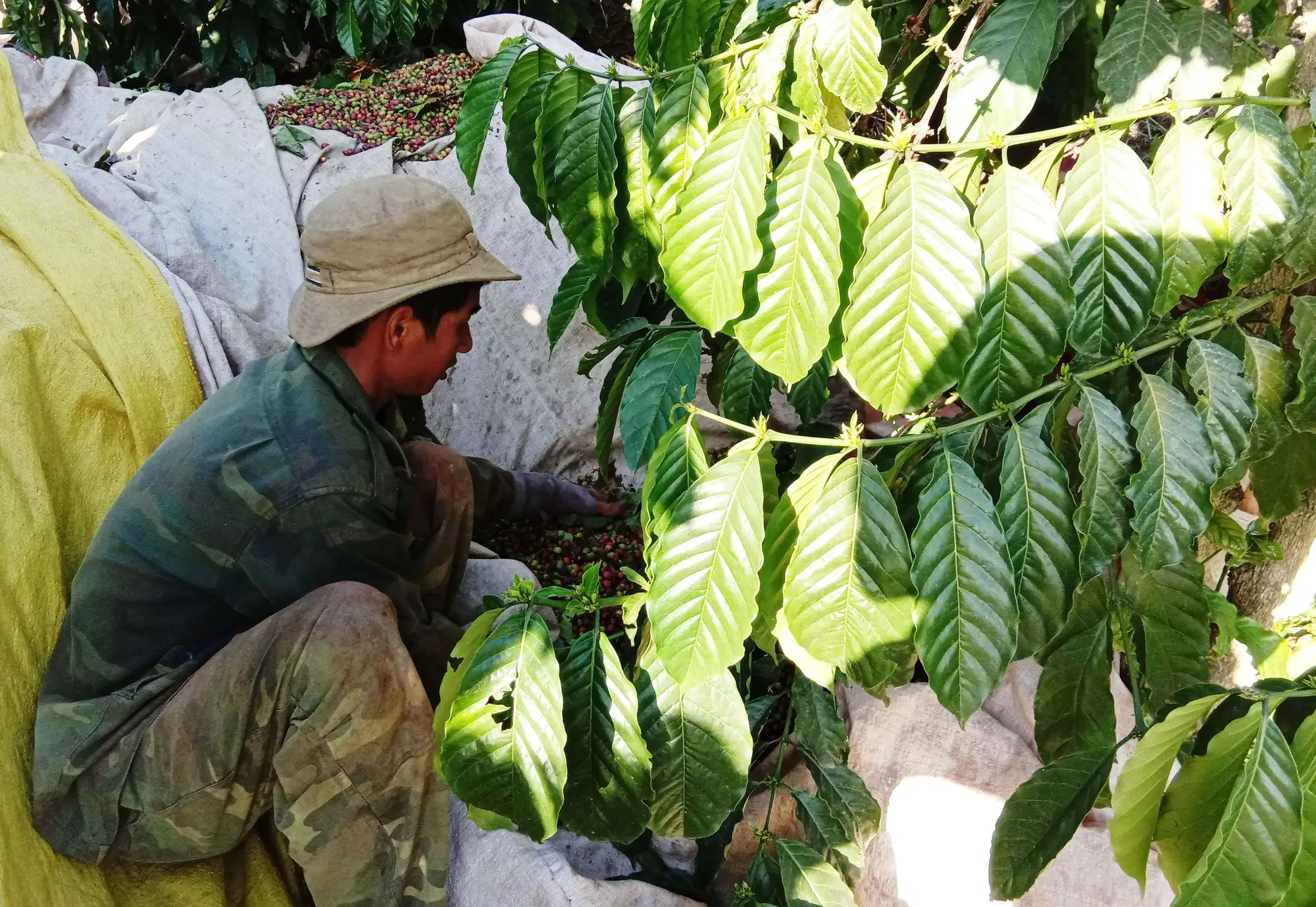 Vườn cà phê ở Kom Tum đang chín ửng, dân tối ngày canh trộm với tâm trạng căng thẳng, mệt mỏi