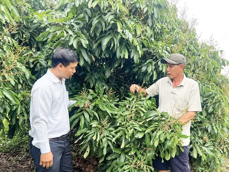 Vườn trồng 4 thứ cây này, cây nào cũng “làm ra tiền”, một nông dân Cần Thơ bán hút hàng