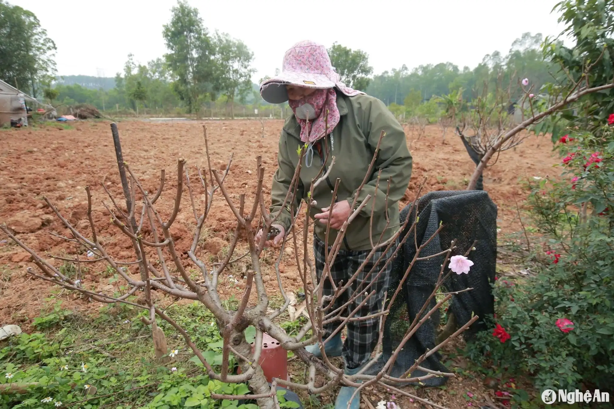 Nhà vườn ở Nghệ An tất bật dịch vụ &#8216;hồi sinh&#8217; đào sau Tết
