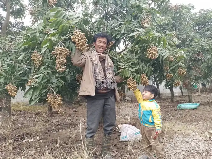 &#8216;Phù thủy&#8217; điều khiển cây nhãn thu hoạch quả từ tháng Giêng