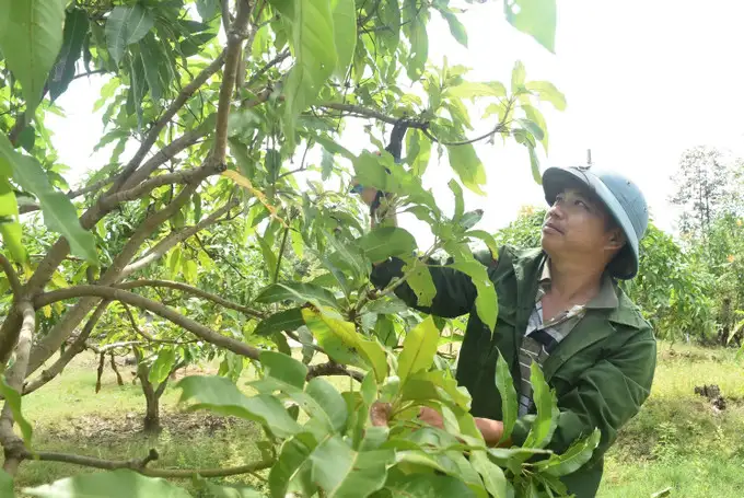 Xây dựng nền tảng kinh tế vững chắc giúp người dân phát triển bền vững