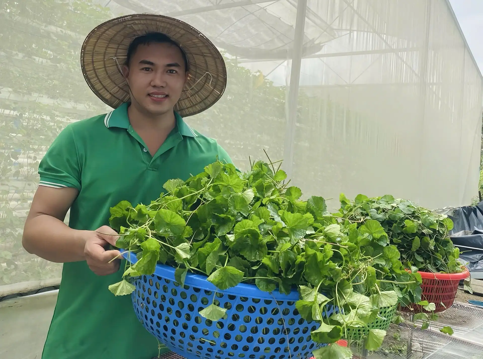 Bỏ nghề kỹ sư về quê trồng loài rau trước chỉ mọc hoang nhưng quý như thuốc, anh thanh niên Hà Nam bán đi khắp tỉnh