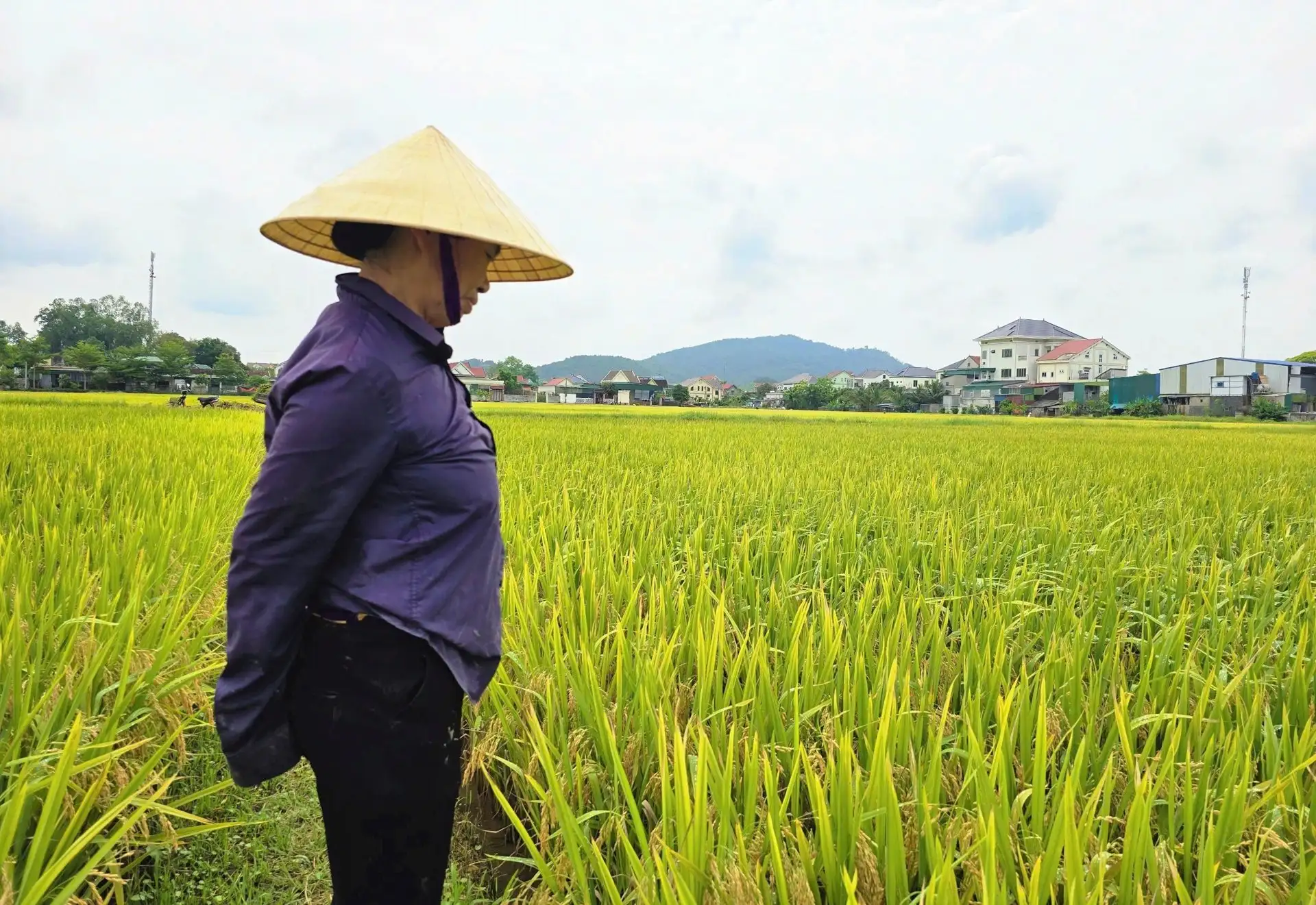 Chuyện đang lạ ở Nghệ An, đồng lúa ngả vàng mà bông lúa chả chịu cúi đầu, dân chưa biết đâu mà lần