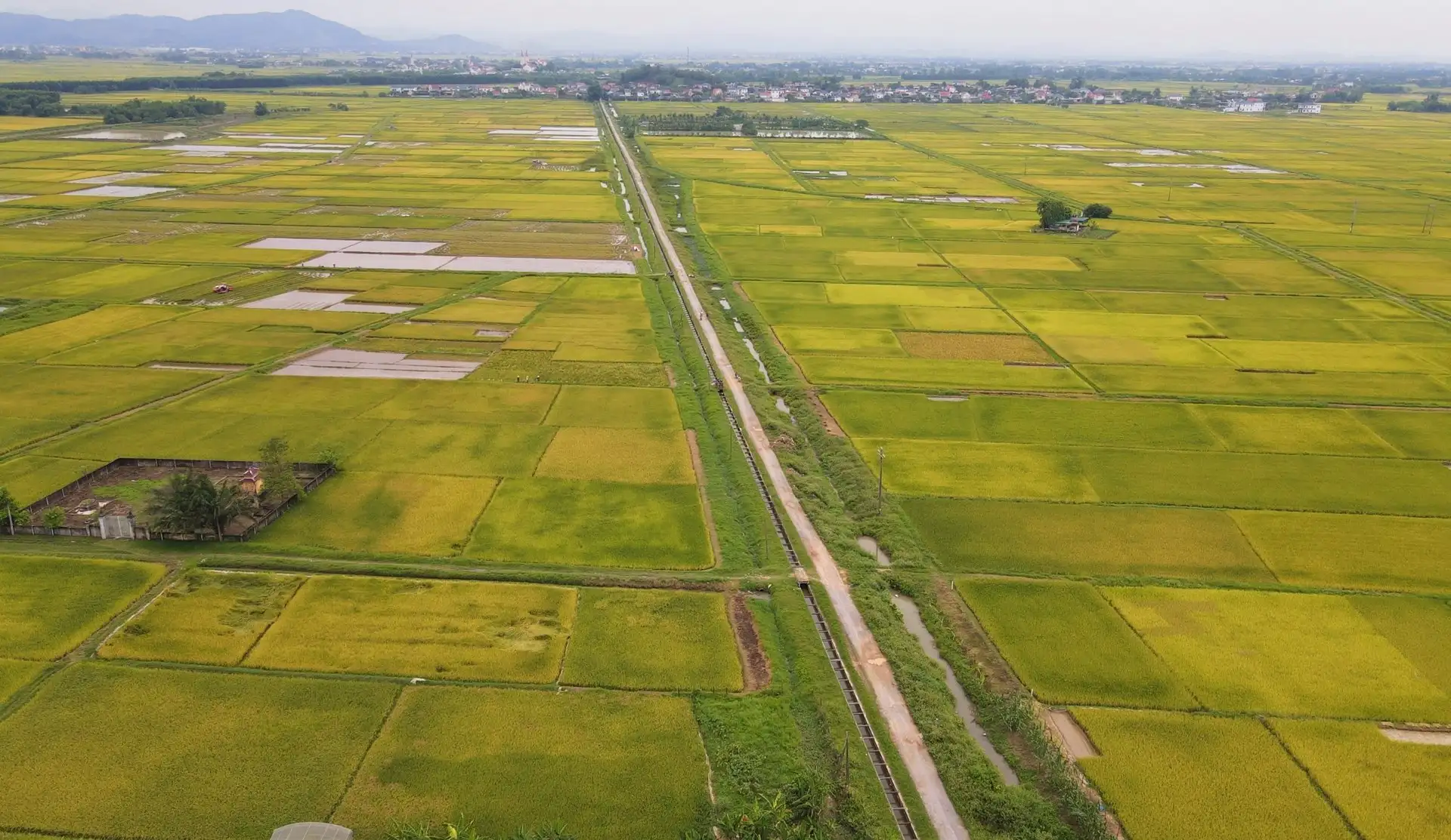 Chuyện đang lạ ở Nghệ An, đồng lúa ngả vàng mà bông lúa chả chịu cúi đầu, dân chưa biết đâu mà lần