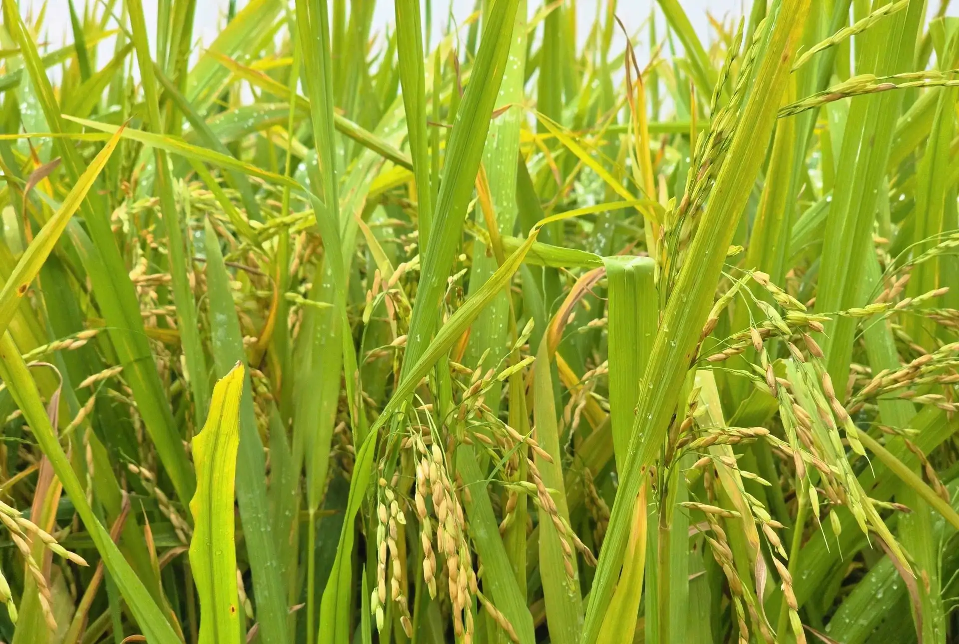 Chuyện đang lạ ở Nghệ An, đồng lúa ngả vàng mà bông lúa chả chịu cúi đầu, dân chưa biết đâu mà lần