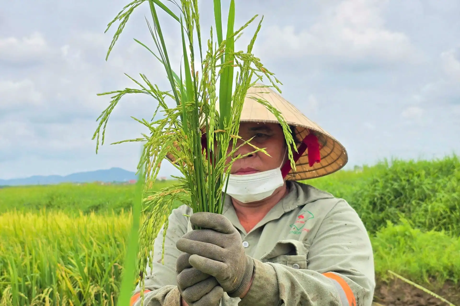 Chuyện đang lạ ở Nghệ An, đồng lúa ngả vàng mà bông lúa chả chịu cúi đầu, dân chưa biết đâu mà lần