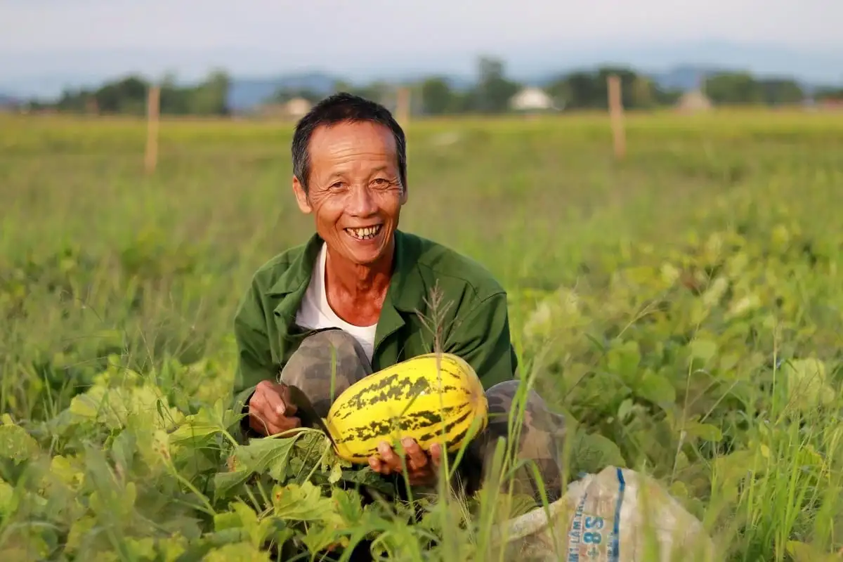 Chuyển đất lúa kém hiệu quả sang trồng dưa, thu 10 – 15 triệu đồng/sào