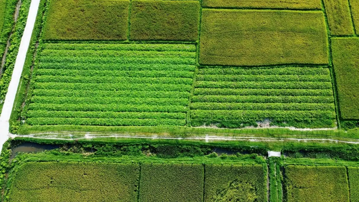 Chuyển đất lúa kém hiệu quả sang trồng dưa, thu 10 – 15 triệu đồng/sào