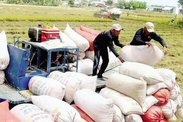 Dự trữ gạo của Indonesia đạt mức cao kỷ lục, tác động tới xuất khẩu gạo Việt ra sao?