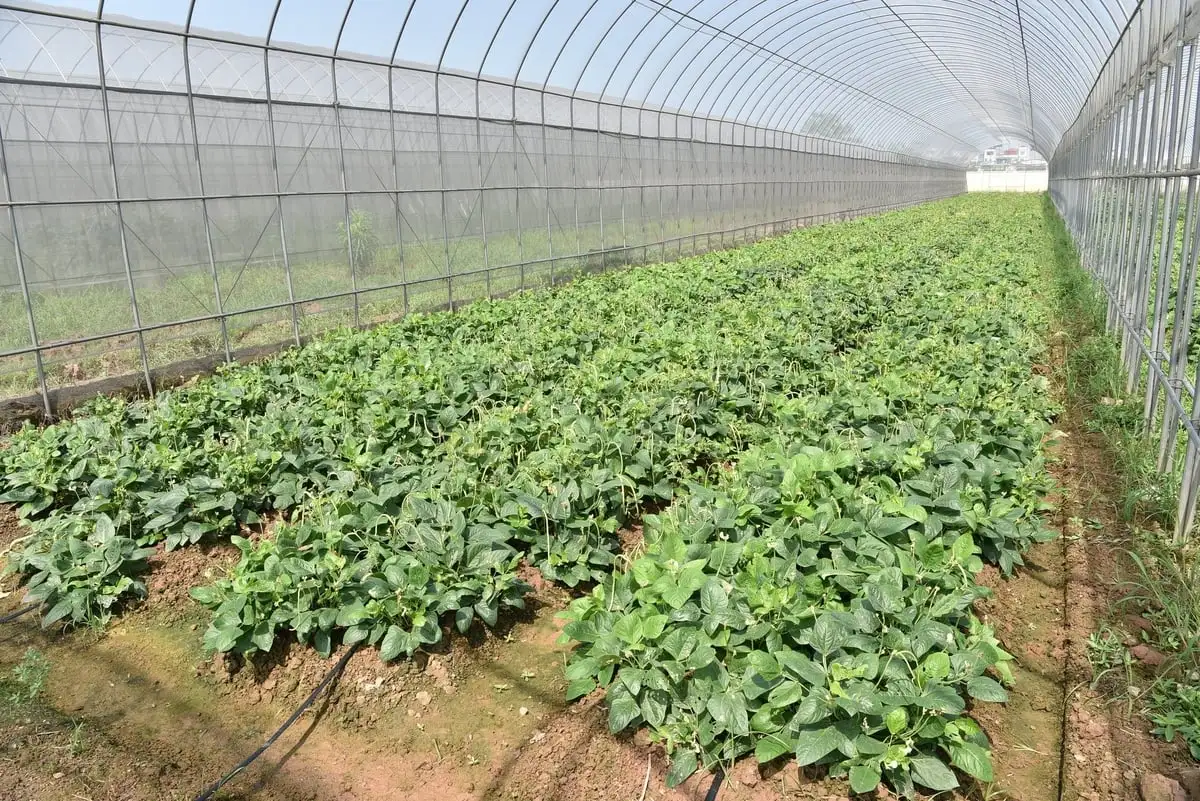 Giống đậu rau ĐRV18 chịu nhiệt, không cần bắc giàn