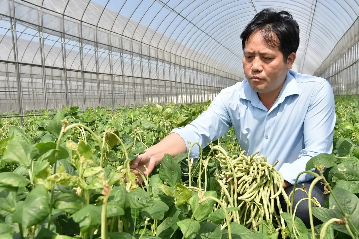 Giống đậu rau ĐRV18 chịu nhiệt, không cần bắc giàn