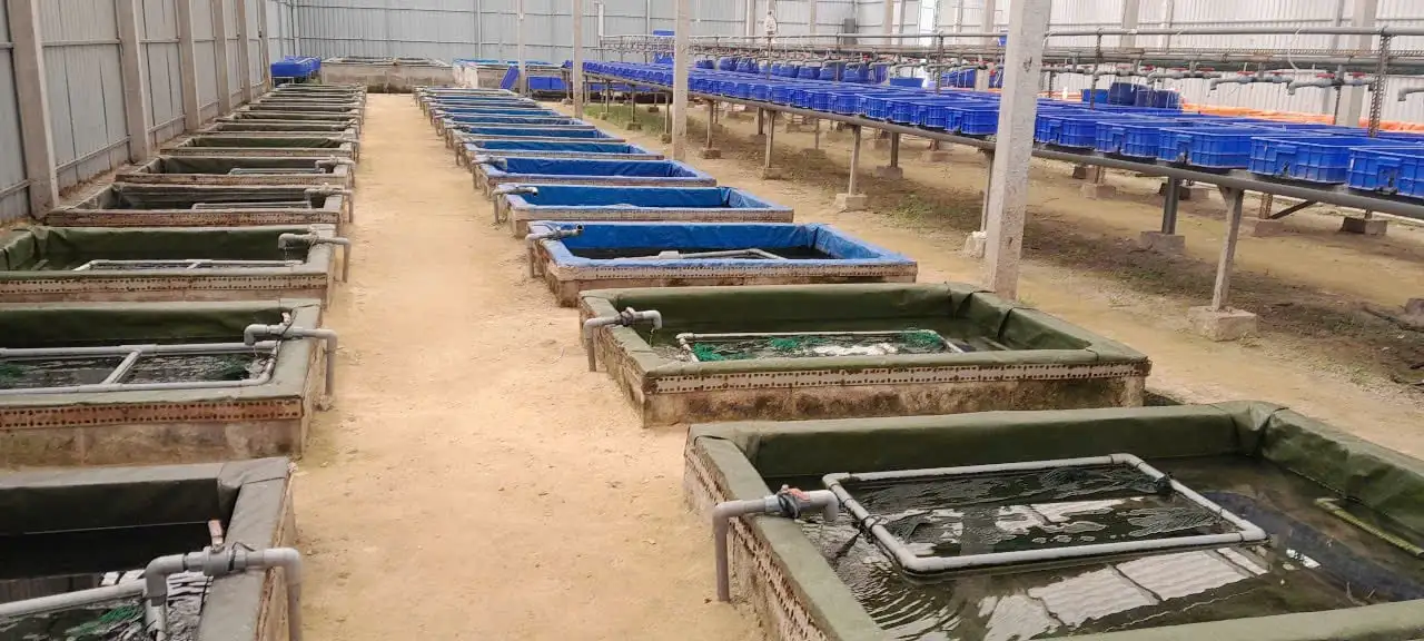 Một tỷ phú Tây Ninh phất lên nhờ nuôi con đặc sản dày đặc kiểu tuần hoàn, cả làng phục lăn