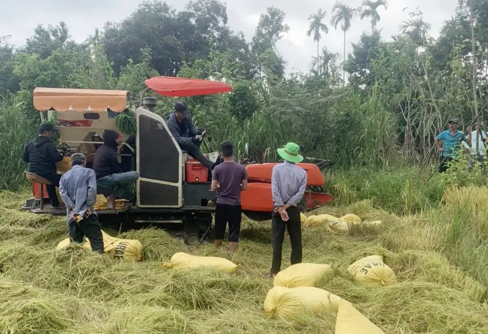 Nông dân than lúa xuân rơi vãi trên đồng ruộng do máy gặt gặp sự cố