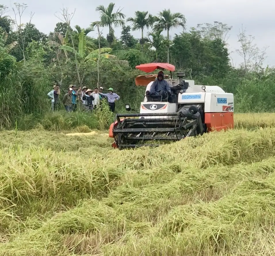 Nông dân than lúa xuân rơi vãi trên đồng ruộng do máy gặt gặp sự cố