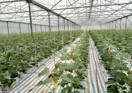 Nam Đàn tập trung quy hoạch xây dựng các vùng sản xuất hàng hóa tập trung gắn với liên doanh, liên kết và phát triển dịch vụ du lịch
