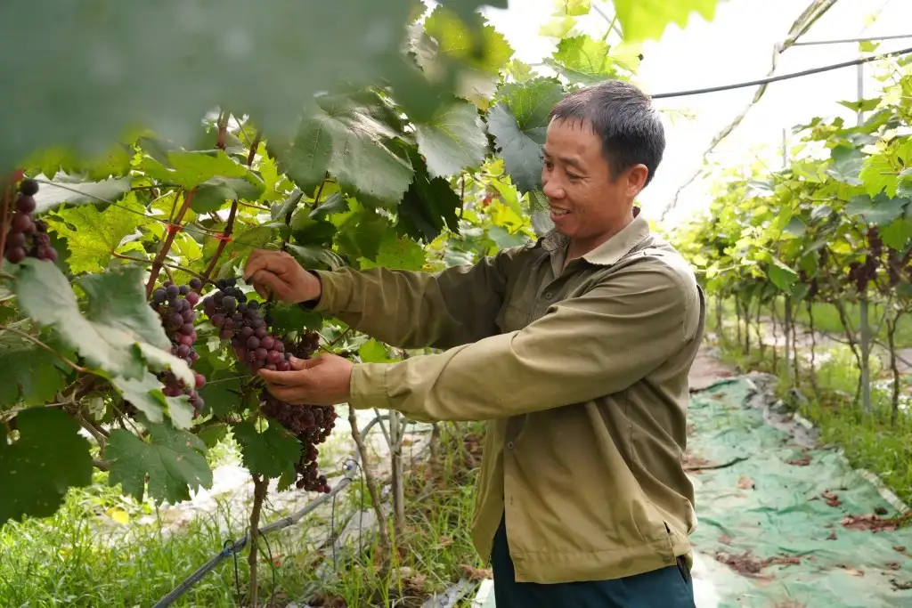 Nam Đàn tập trung quy hoạch xây dựng các vùng sản xuất hàng hóa tập trung gắn với liên doanh, liên kết và phát triển dịch vụ du lịch