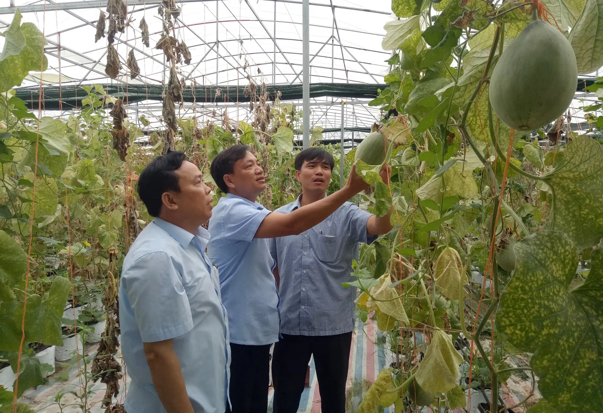 Hội nông dân xã Tân Thành, Yên Thành phát huy vai trò trong thực hiện Chương trình mỗi xã một sản phẩm (OCOP)
