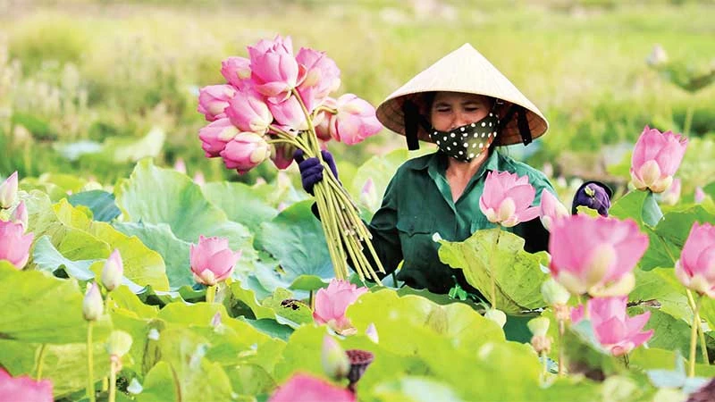 Nam Đàn đẩy mạnh phát triển và nâng cao hiệu quả các hình thức tổ chức sản xuất theo hướng ứng dụng công nghệ cao, liên kết theo chuỗi