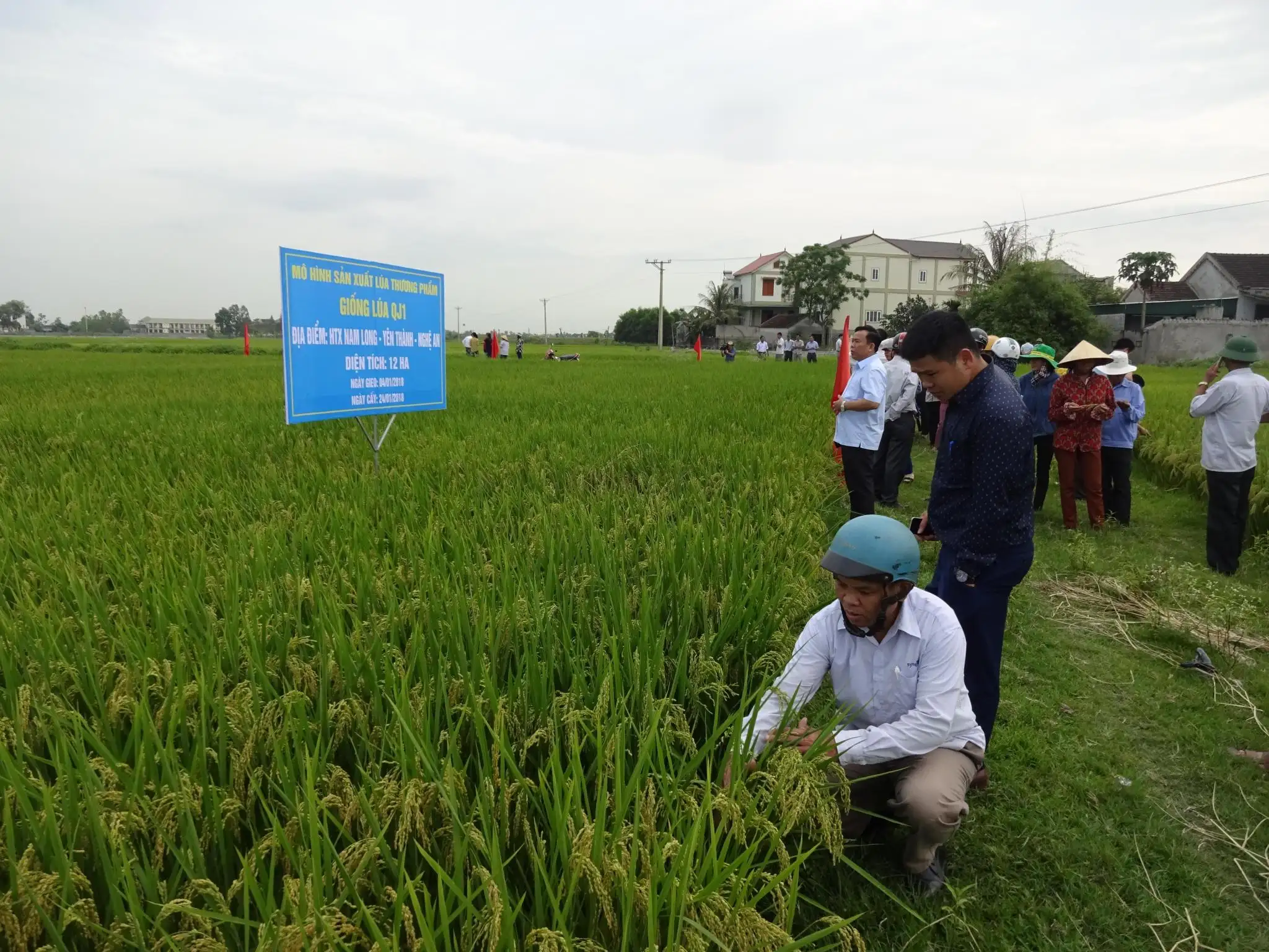 Yên Thành ứng dụng công nghệ cao vào sản xuất nông nghiệp bước đầu đạt được một số kết quả tích cực