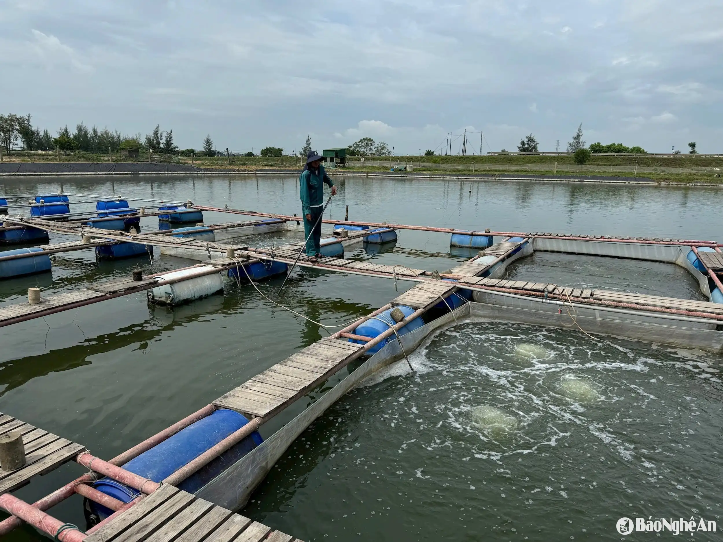 Nuôi cá rô phi xuất khẩu &#8211; tiềm năng và lợi thế
