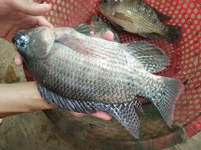 Nuôi cá rô phi xuất khẩu – tiềm năng và lợi thế