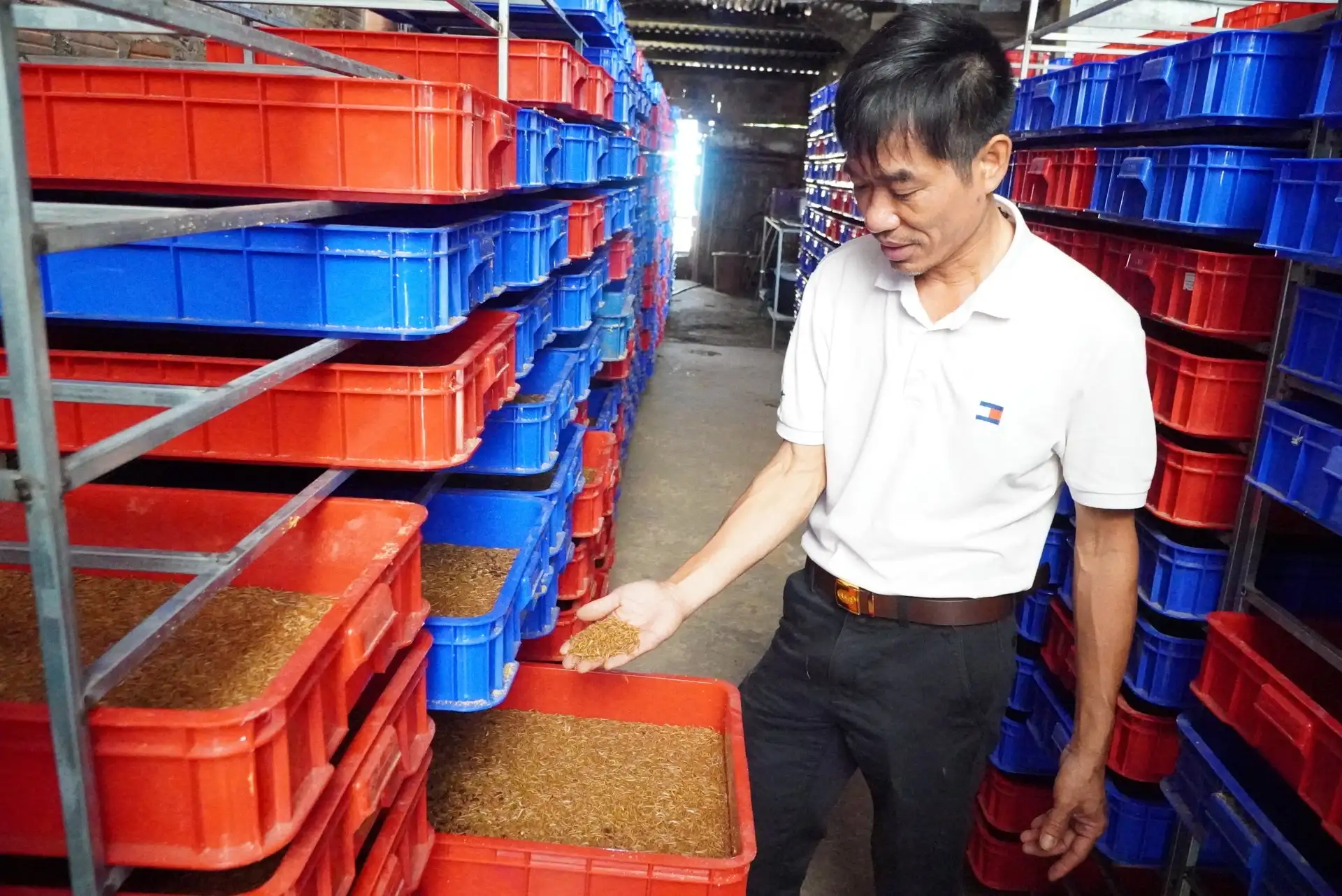 Nuôi la liệt loài sâu gì mà bán từ nhộng đến con bố mẹ, một người Kon Tum &#8220;tự trả lương&#8221; 100-150 triệu/tháng
