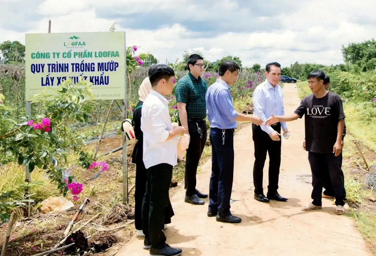 Ở nơi này của Đắk Lắk, nông dân chỉ trồng mướp quả treo lủng lẳng sao có người Mỹ tìm đến xem?
