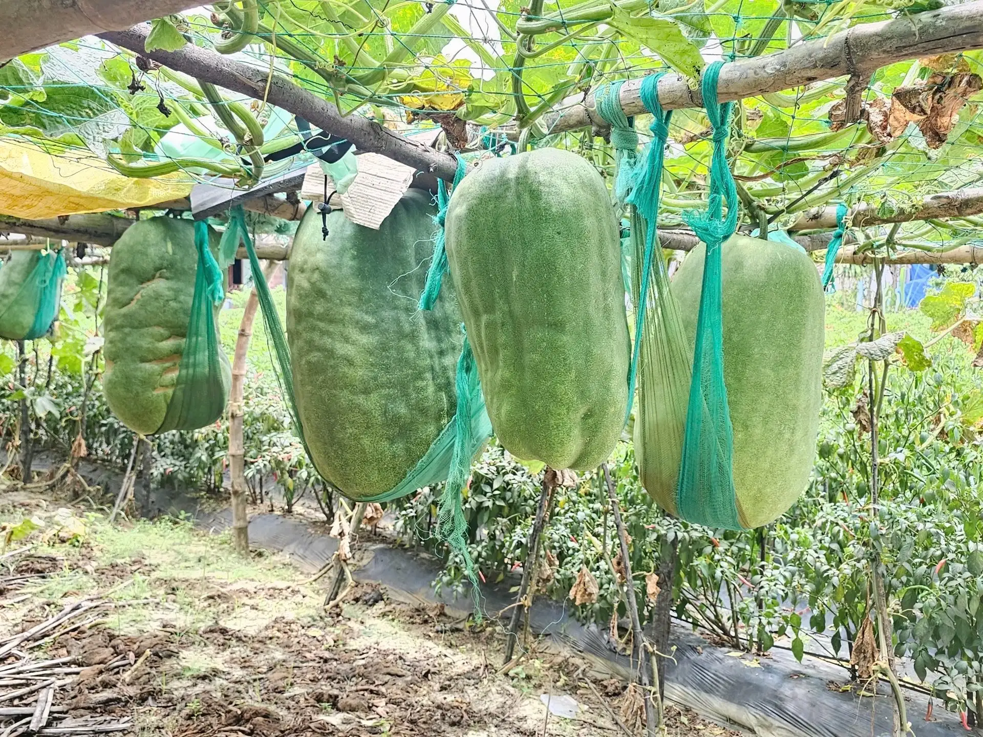 Ở Việt Nam chỉ có vùng đất này ở Bình Định trồng bí đao ra quả khổng lồ, làm giàn treo kỳ công số 1