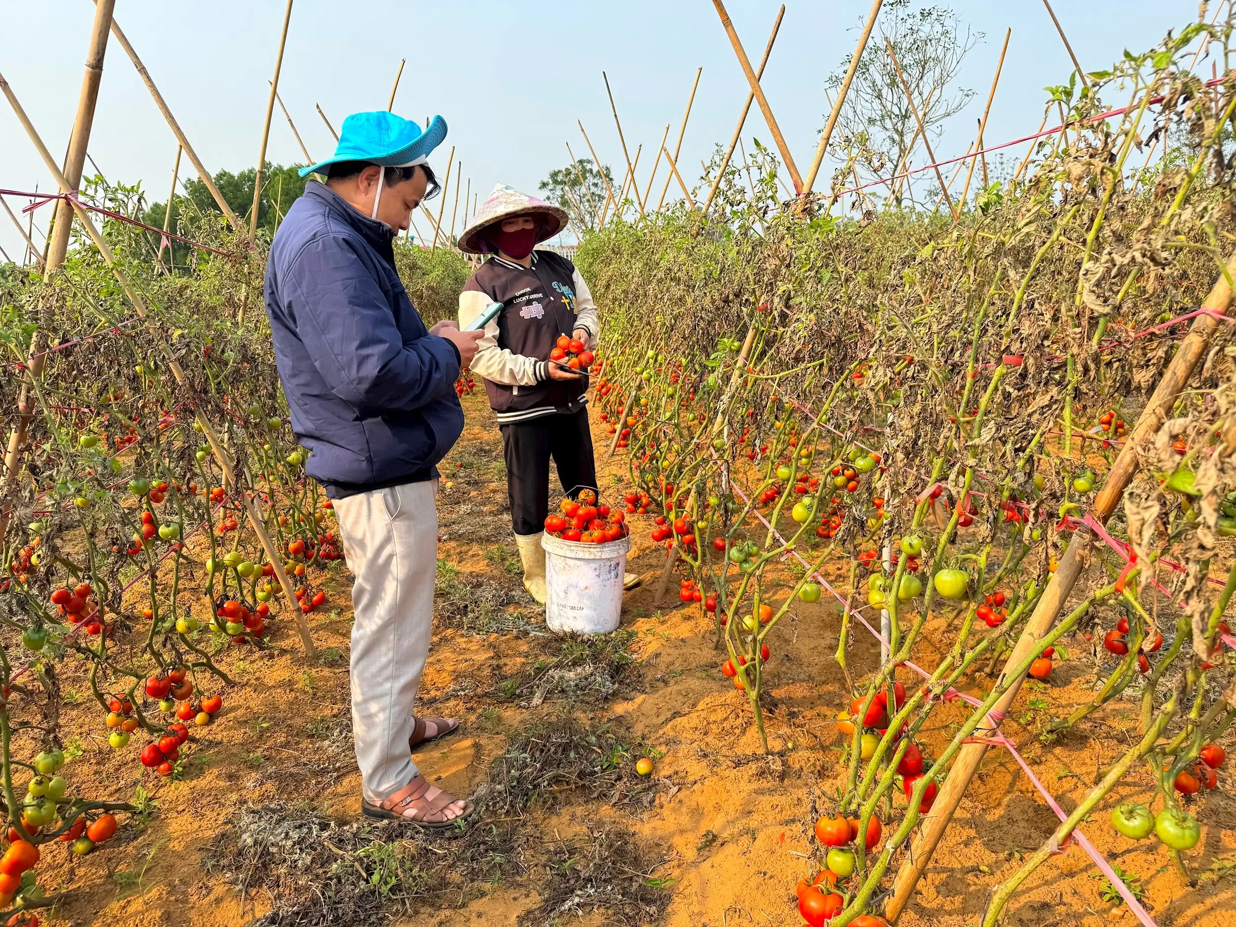 Tổng kết công tác chuyển giao tiến bộ kỹ thuật khuyến nông