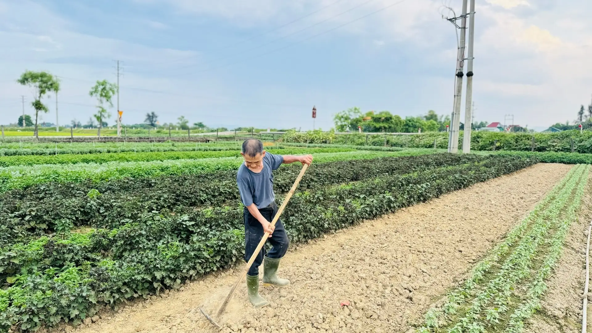 Trồng rau gia vị, tiền thu đều đều