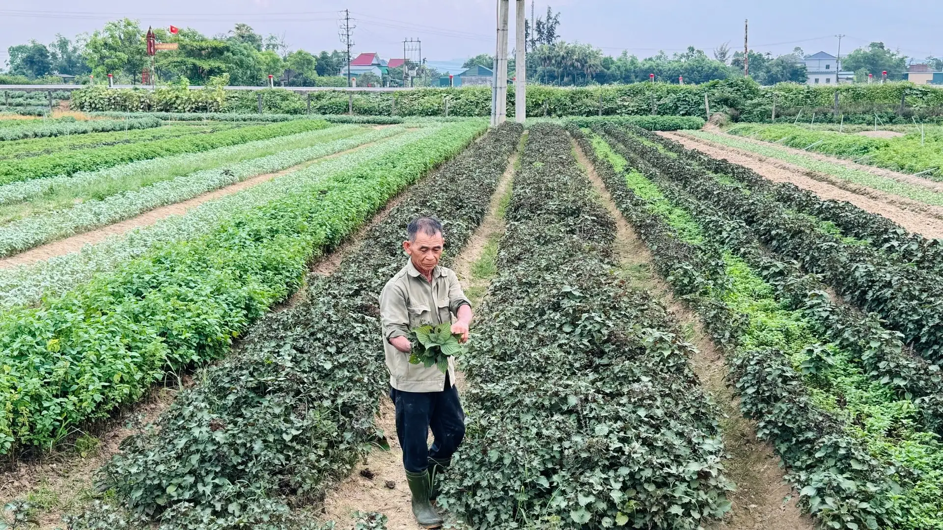 Trồng rau gia vị, tiền thu đều đều