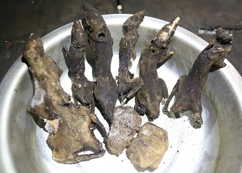 Vì sao con động vật hay rình ăn trộm &#8220;củ quý, hạt bổ&#8221; ở vùng rừng núi tỉnh Kon Tum này giá bán lại &#8220;đắt khét lẹt&#8221; đến thế?