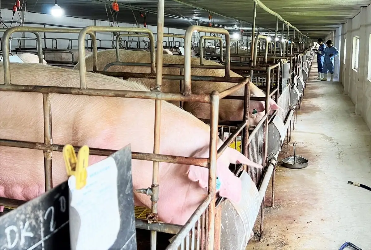 FAO hỗ trợ 140.000 USD giảm thiểu rủi ro dịch bệnh lây truyền sang người