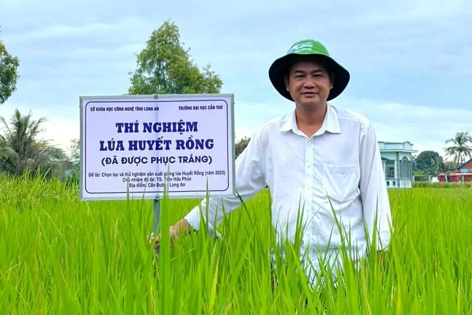 &#8216;Hồi sinh&#8217; giống lúa mùa đặc sản quý hiếm