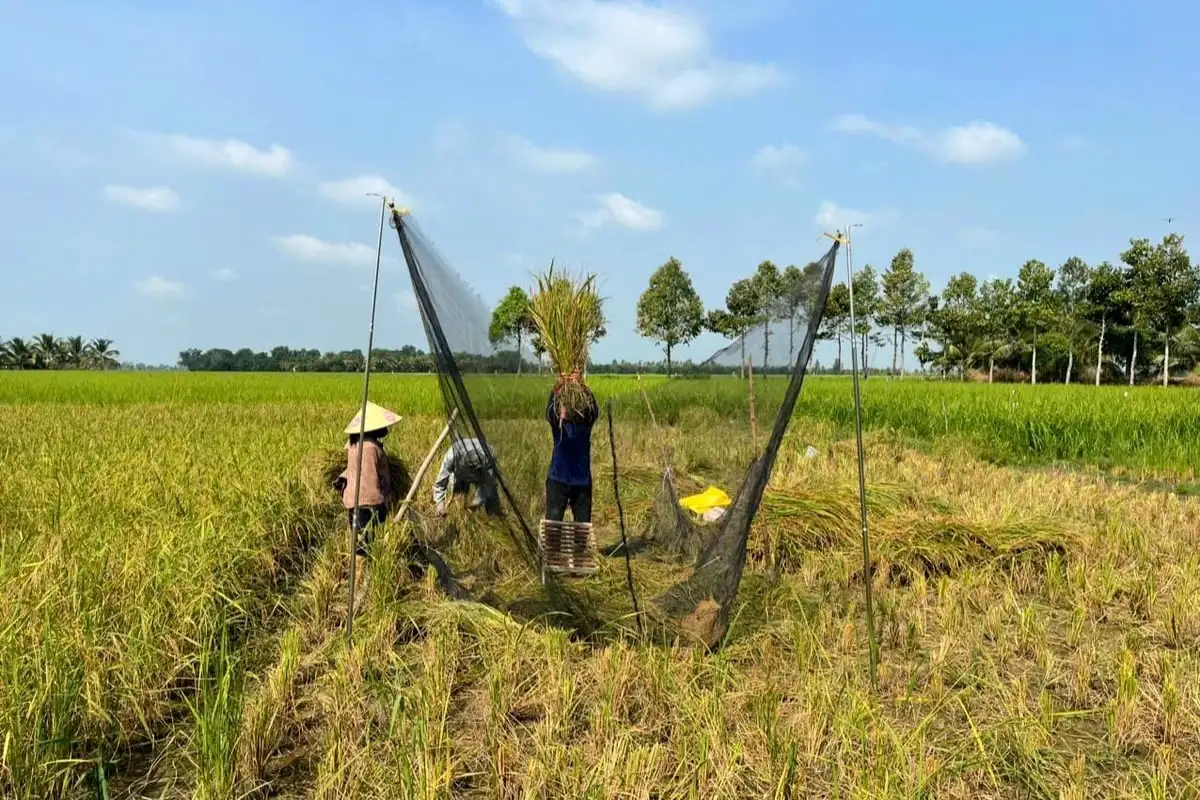 ‘Hồi sinh’ giống lúa mùa đặc sản quý hiếm