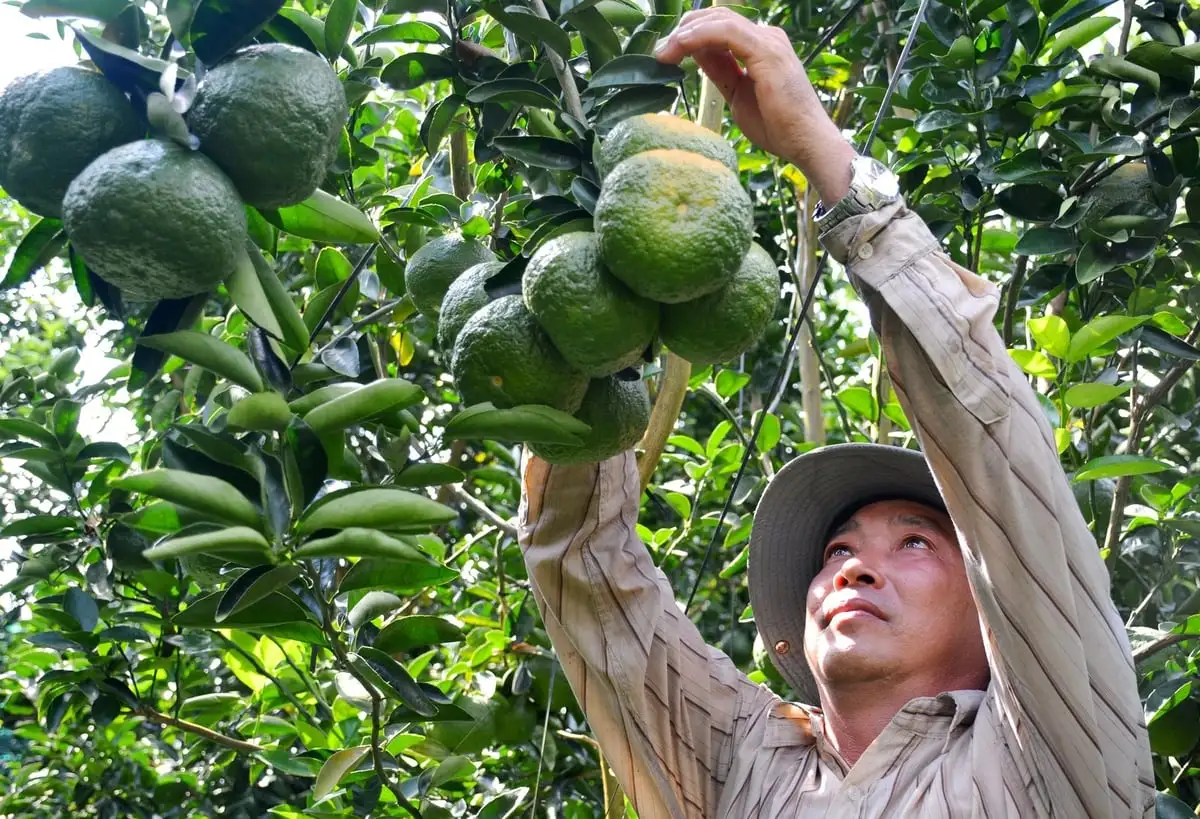 Lê Chánh vùng đất thuần nông hướng đến nông thôn mới kiểu mẫu