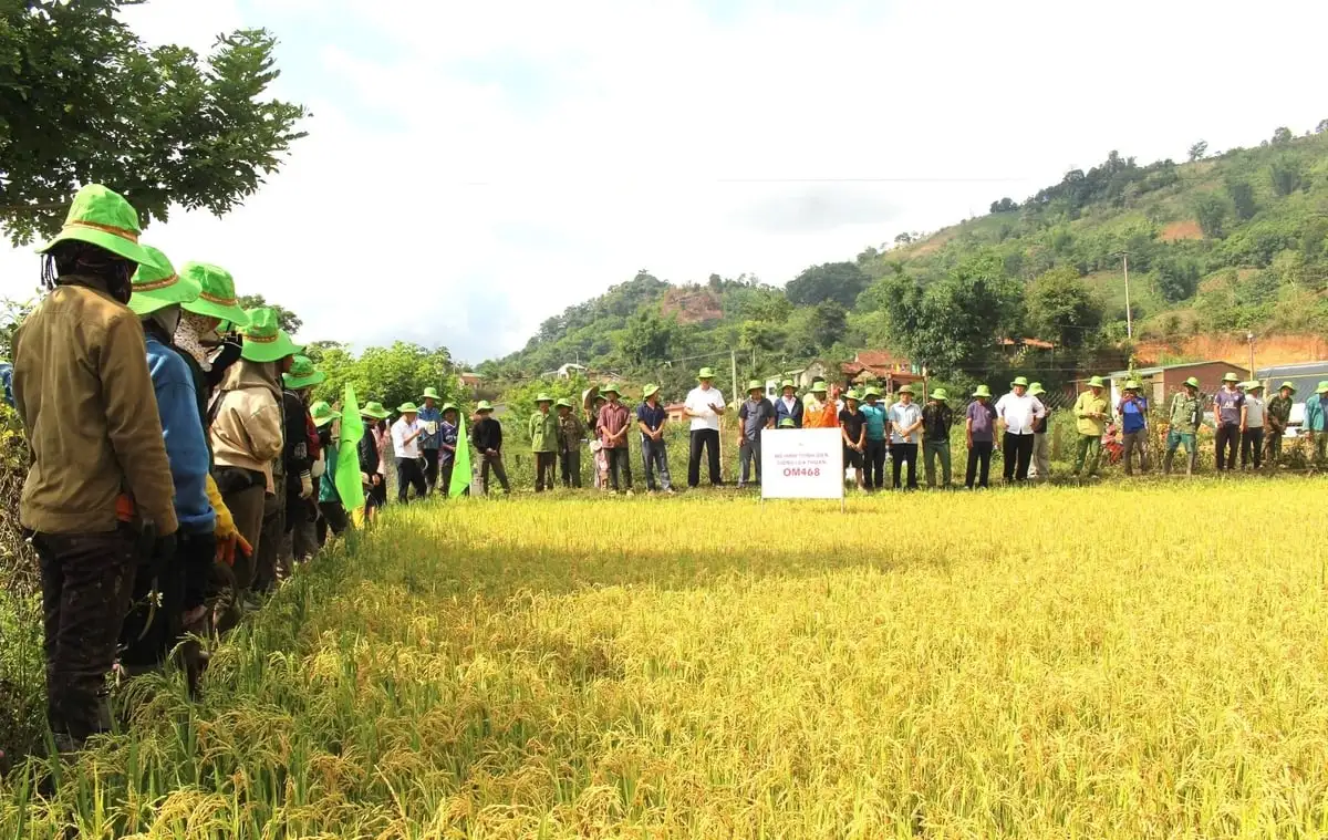Lúa OM468 năng suất hơn 8 tấn/ha trong thời tiết bất thuận