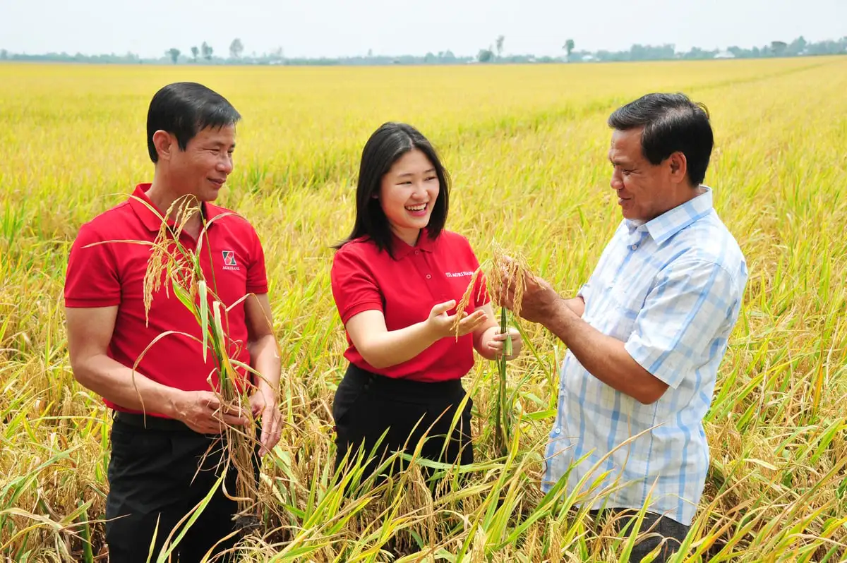Nông dân miền Tây sản xuất lúa giảm phát thải