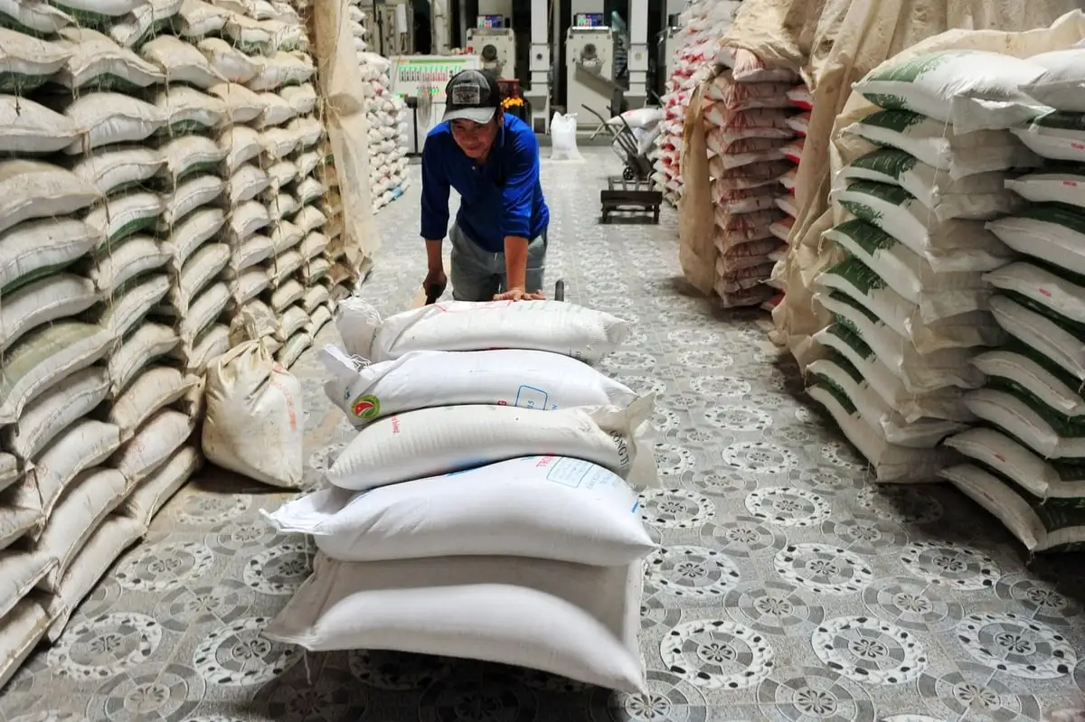 Nông dân miền Tây sản xuất lúa giảm phát thải