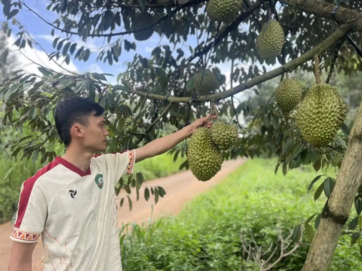 Nông nghiệp làm nền tảng xây dựng nông thôn mới ở Đắk Mil