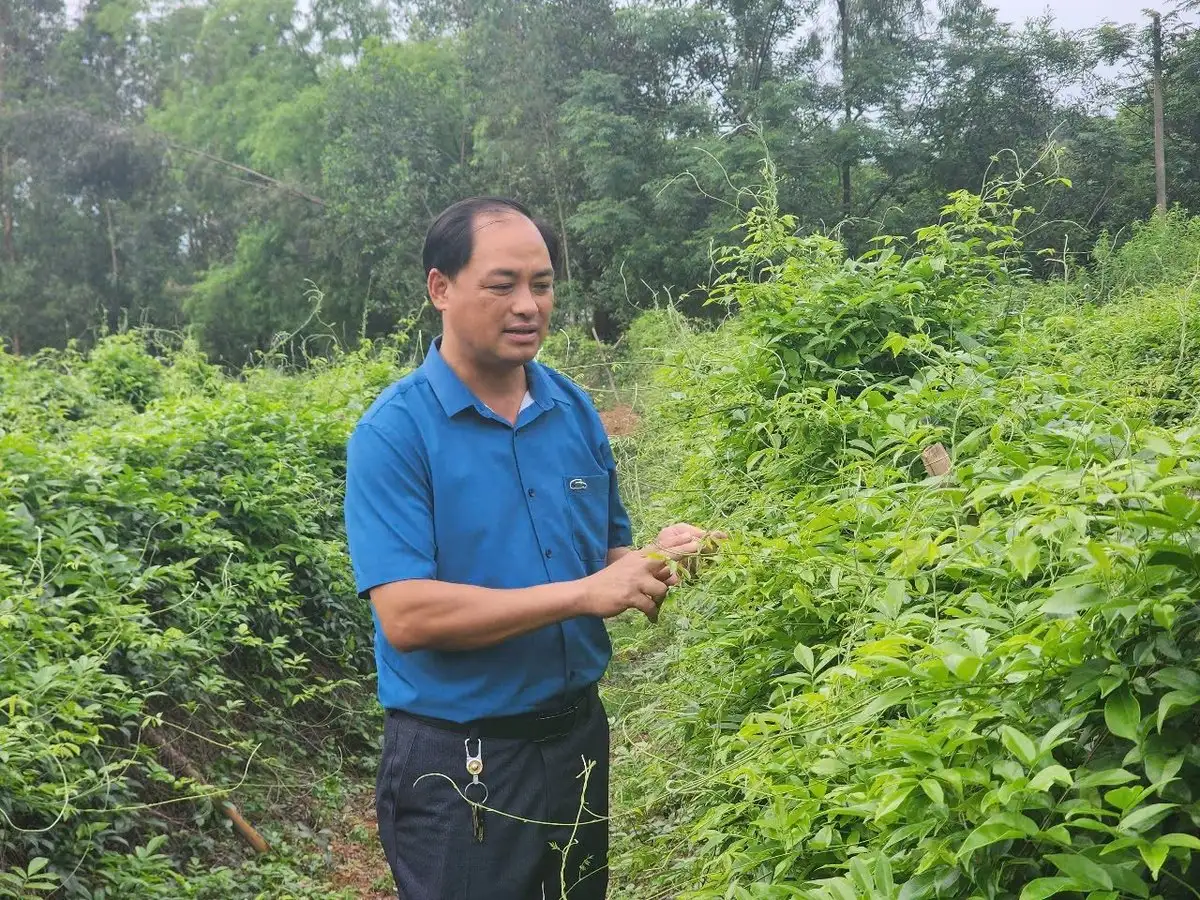 Phát triển du lịch trải nghiệm từ sản phẩm OCOP sâm Núi Dành