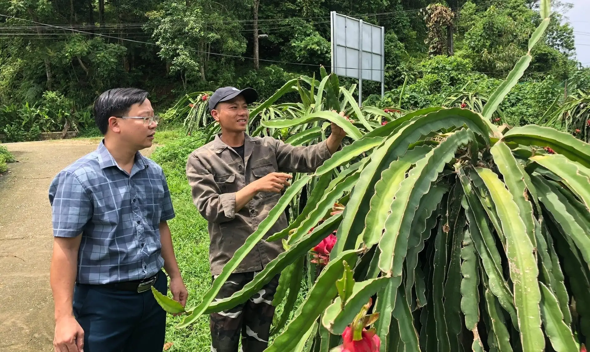 &#8216;Quả rồng&#8217; hợp đất vùng cao, nông dân thu tiền tỷ mỗi năm