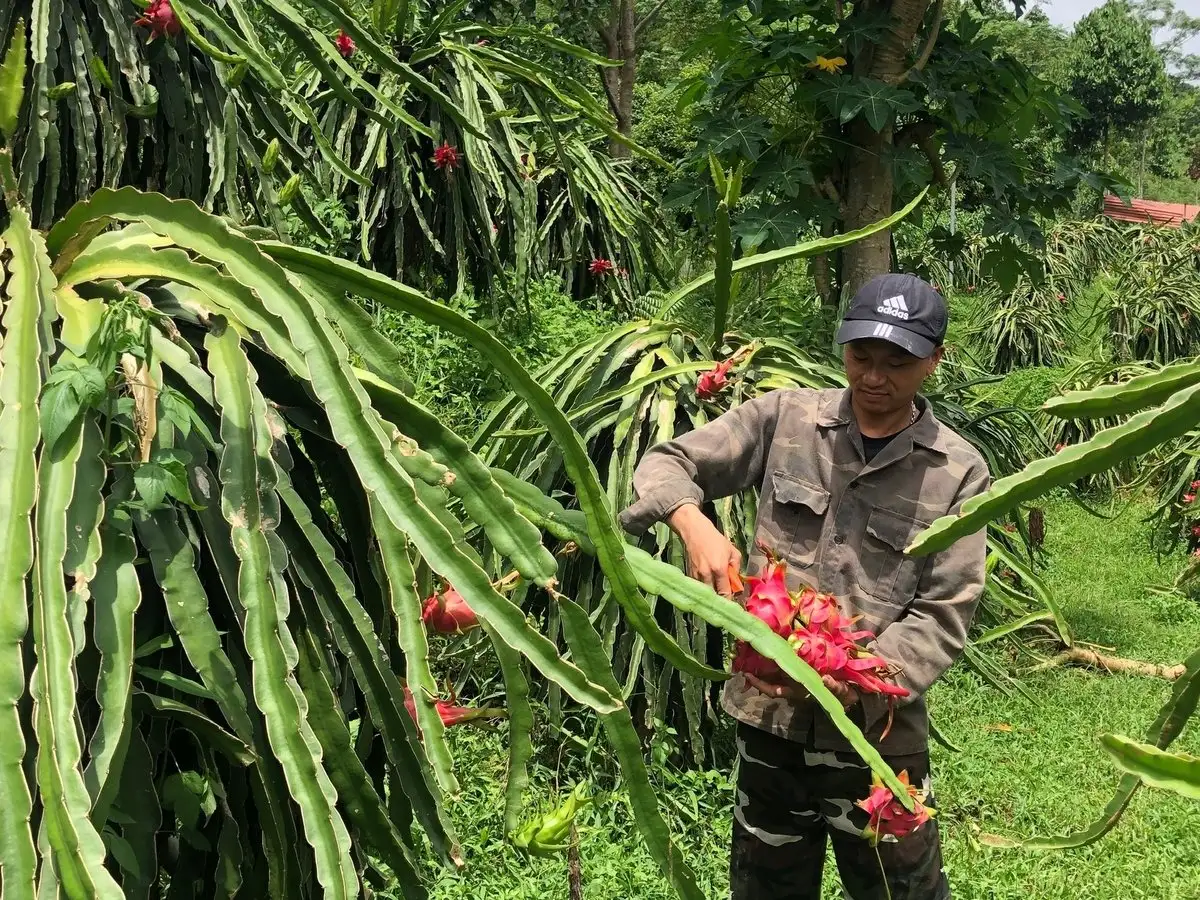 ‘Quả rồng’ hợp đất vùng cao, nông dân thu tiền tỷ mỗi năm