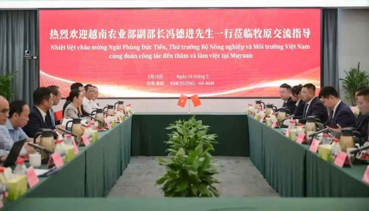 Tăng hiệu suất sử dụng đất nhờ mô hình trại lợn nhiều tầng